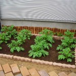 家庭菜園での種まき?苗選び?苗植え?