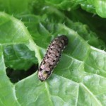 家庭菜園の収穫は?注意したい害虫は?害虫駆除?