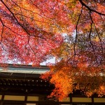 鎌倉の紅葉2015！名所の見頃時期と穴場スポット♪