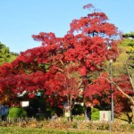 杜々の森名水公園 紅葉 2015 見頃時期?周辺の紅葉スポット?